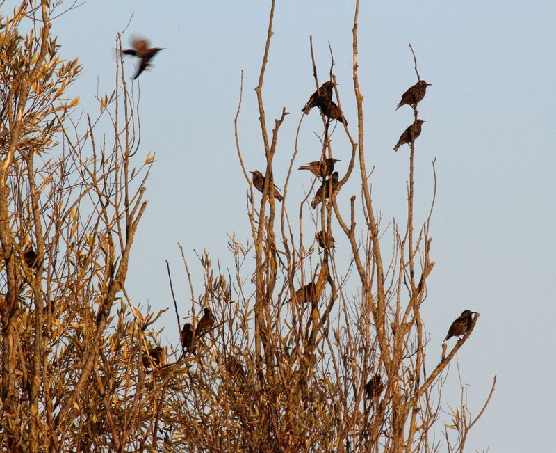 Common Starling