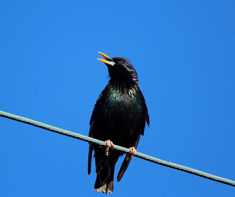 Common Starling