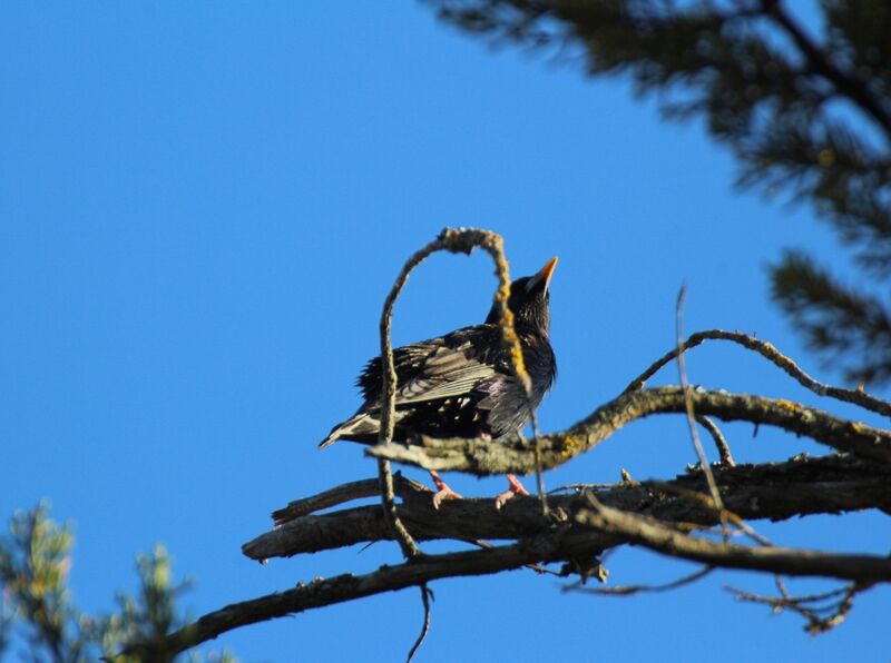 Common Starling