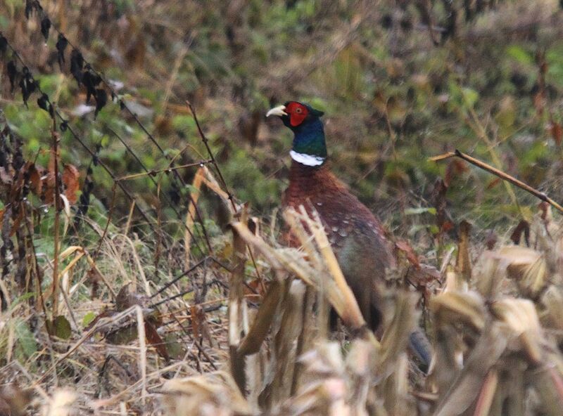 Common Pheasant male adult