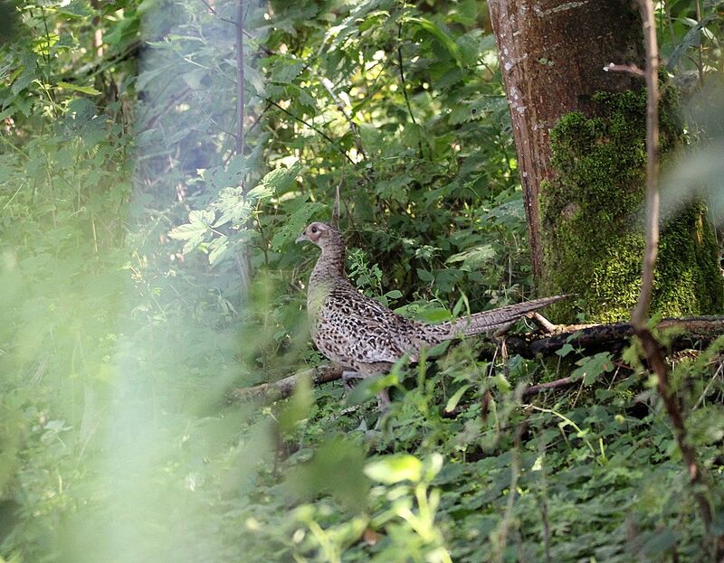 Common Pheasant