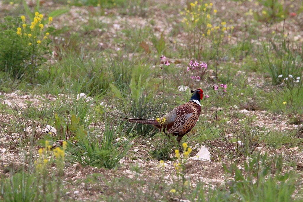 Faisan de Colchide