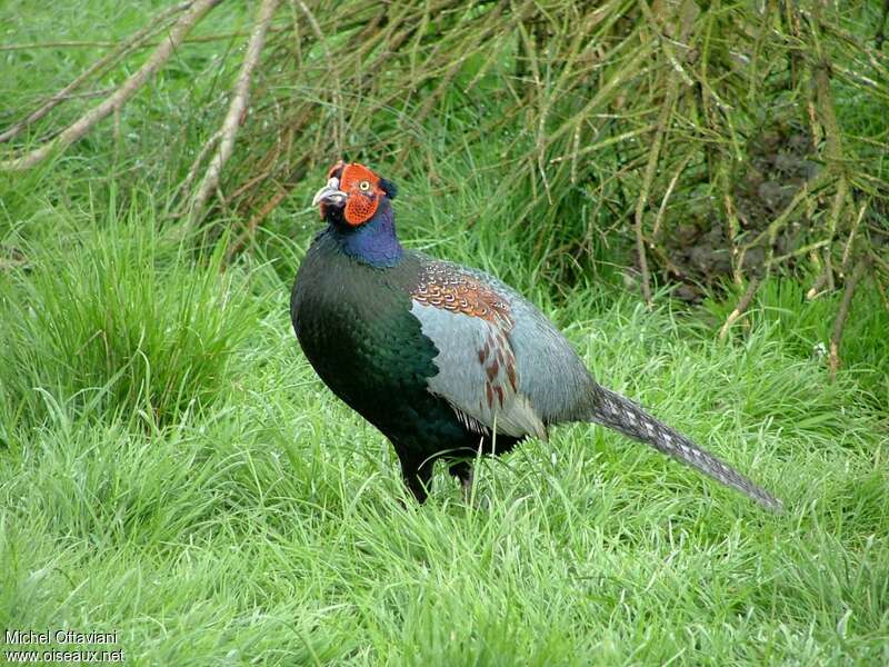 Green Pheasant male adult, identification