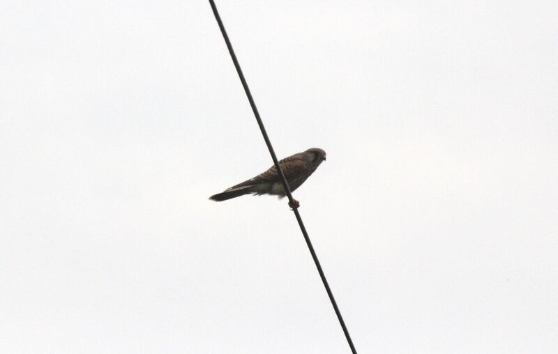 Common Kestrel