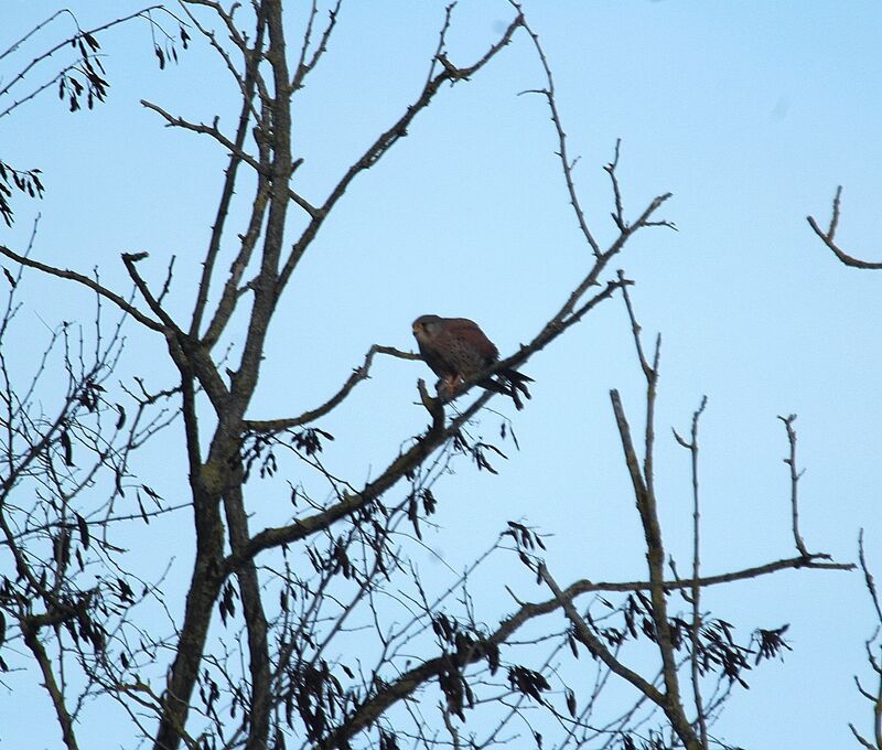 Common Kestrel