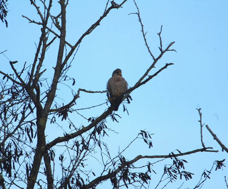 Common Kestrel