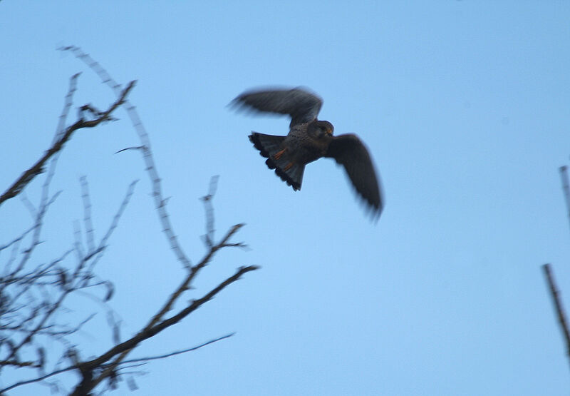 Common Kestrel