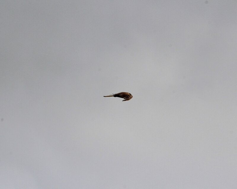 Common Kestrel