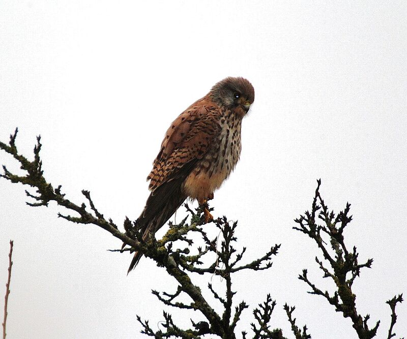 Lesser Kestrel