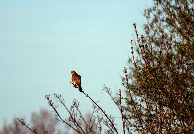 Lesser Kestrel