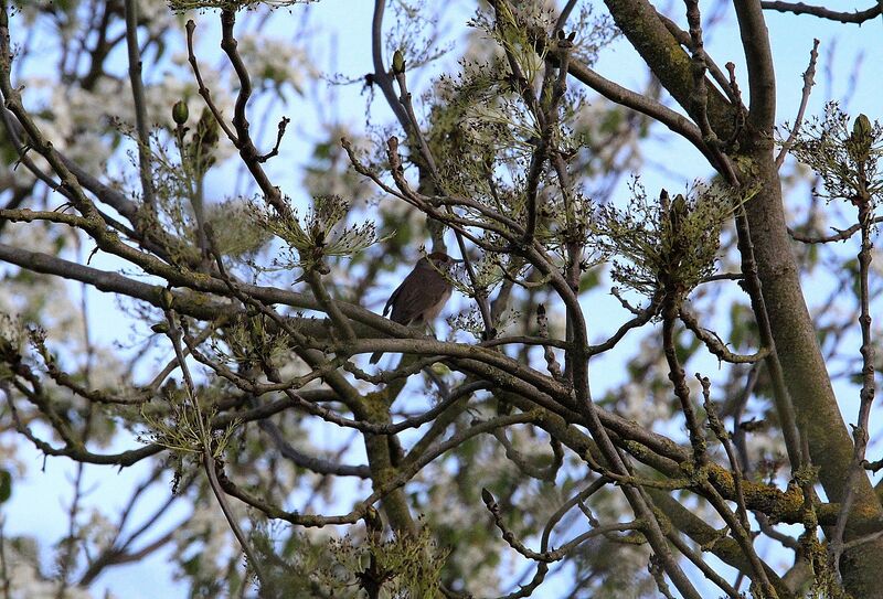 Eurasian Blackcap