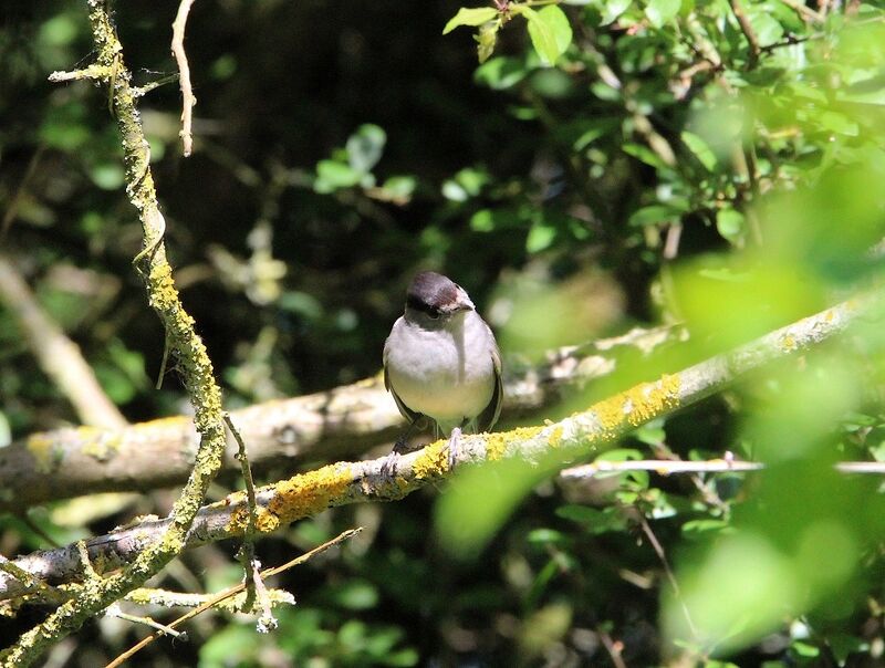 Eurasian Blackcap