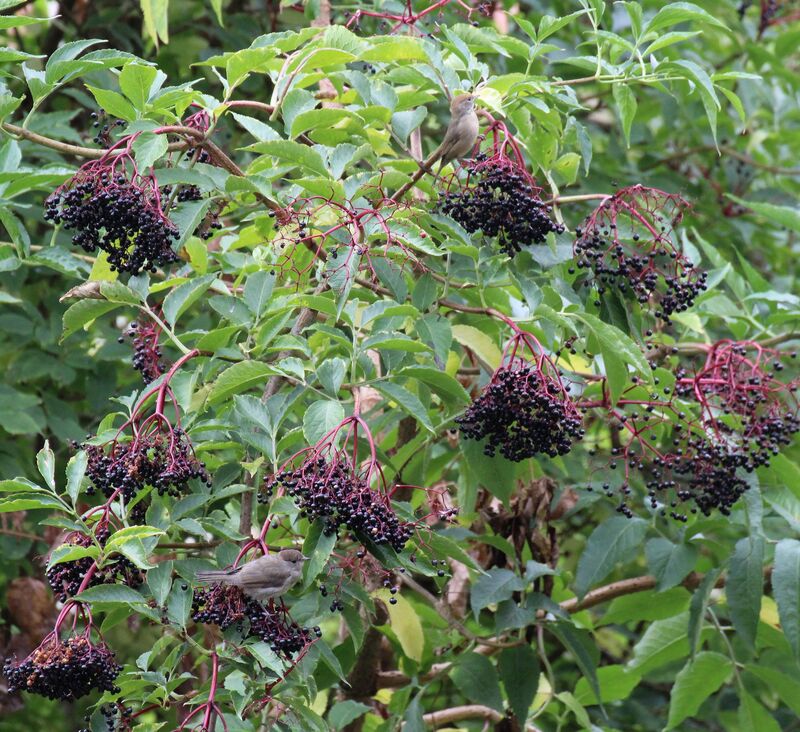 Fauvette à tête noire