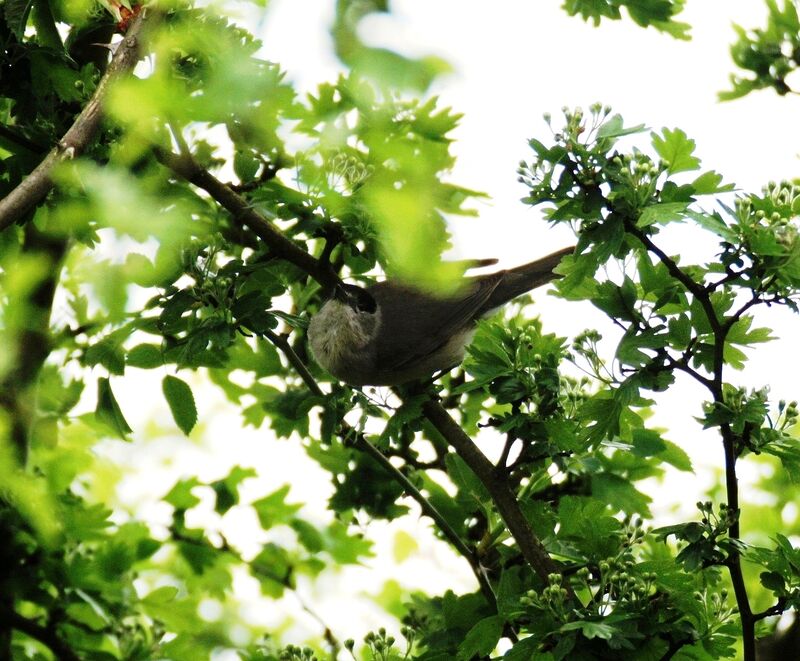 Eurasian Blackcap