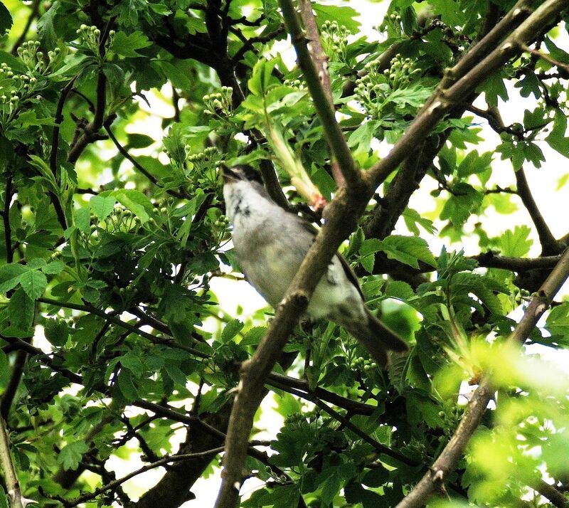 Eurasian Blackcap