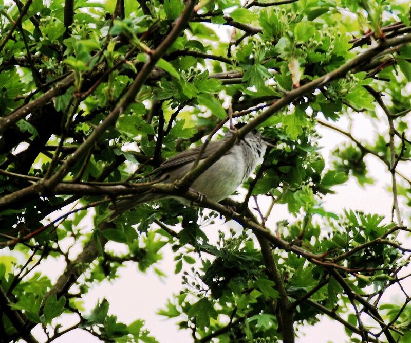 Eurasian Blackcap