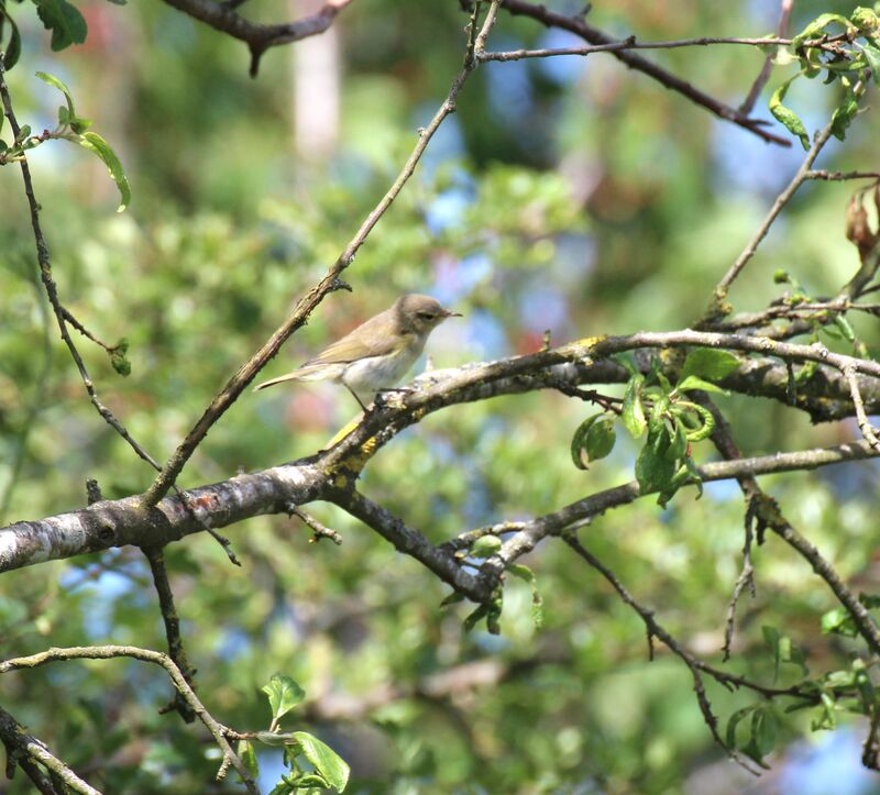 Garden Warbler