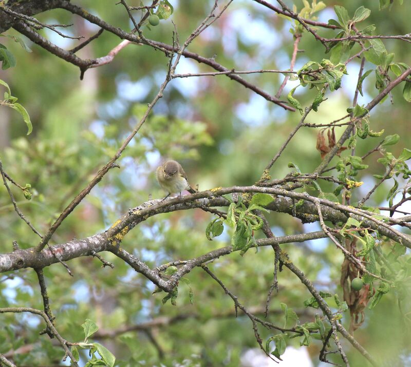 Garden Warbler