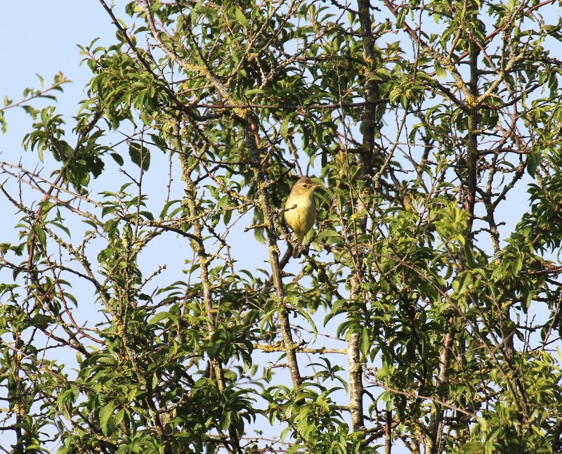 Garden Warbler