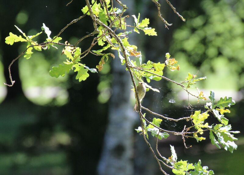 Fauvette grisette