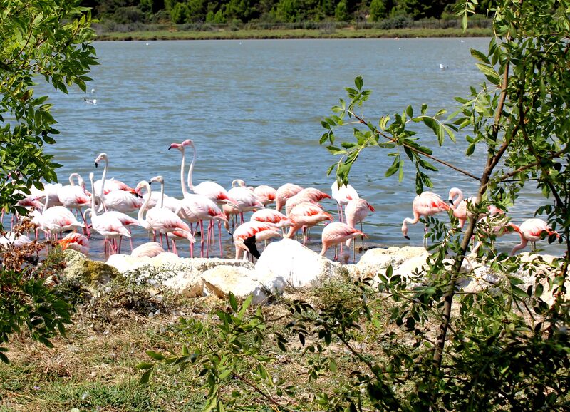 Flamant rose