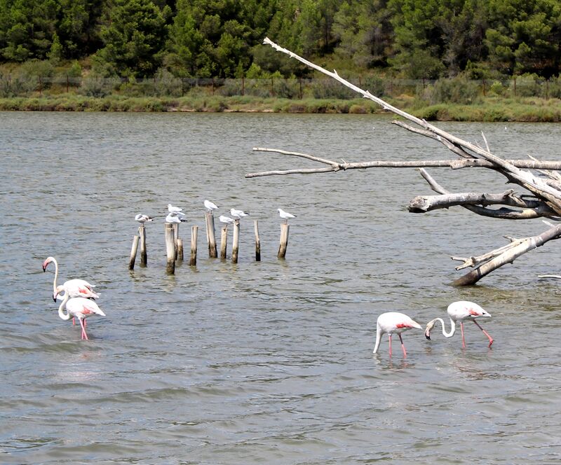 Greater Flamingo