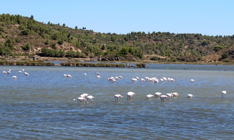 Greater Flamingo