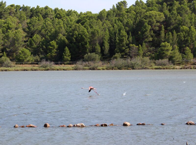 Greater Flamingo