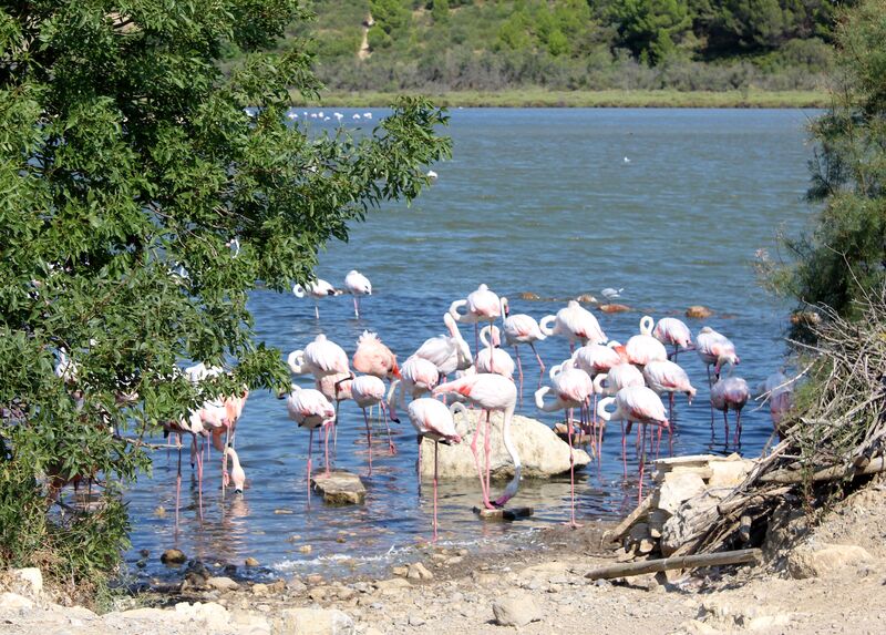 Flamant rose