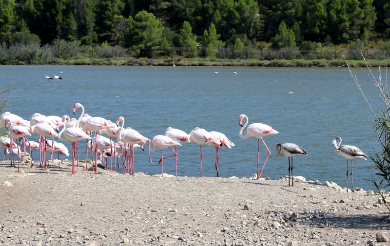 Greater Flamingo