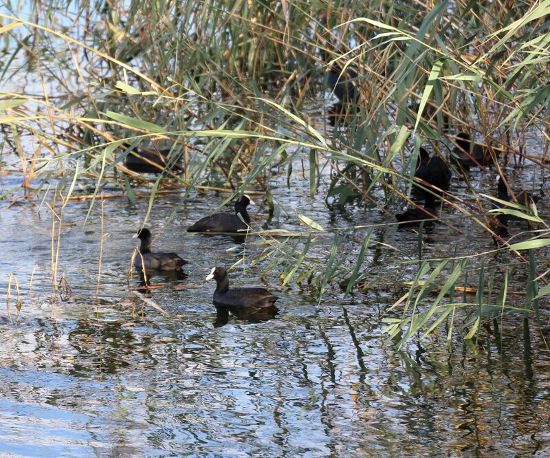 Eurasian Coot