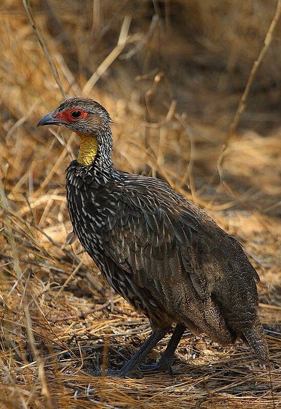 Francolin à cou jaune