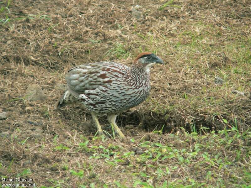 Francolin d'Erckel mâle adulte, identification