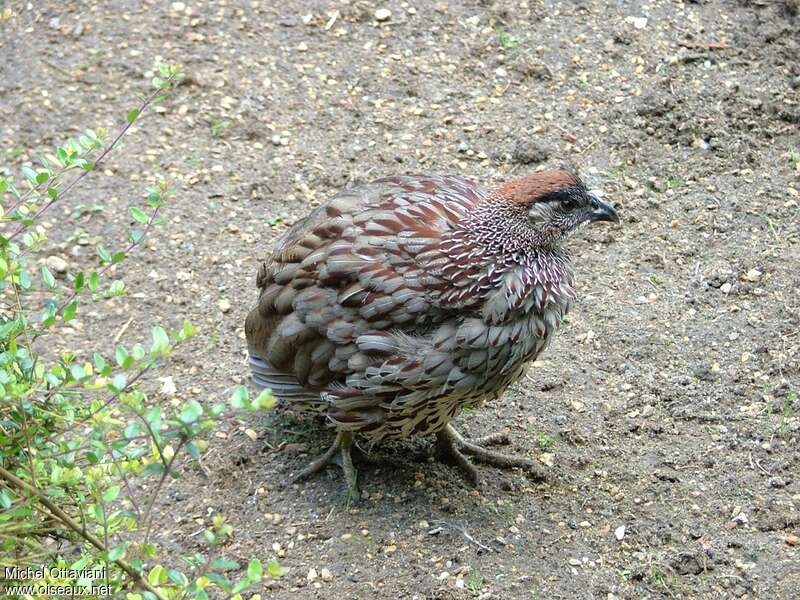 Francolin d'Erckeladulte