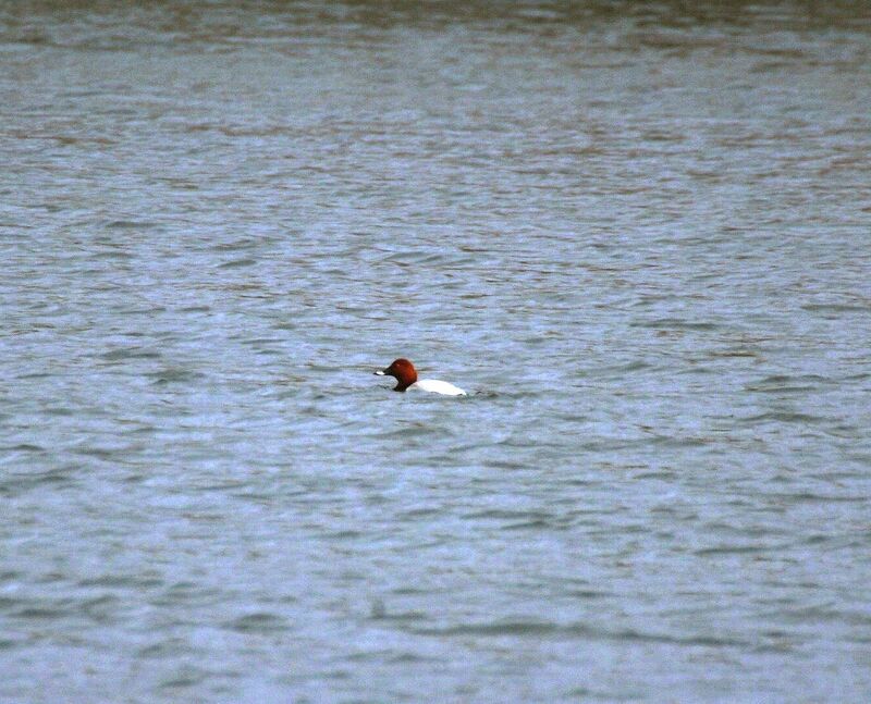 Common Pochard