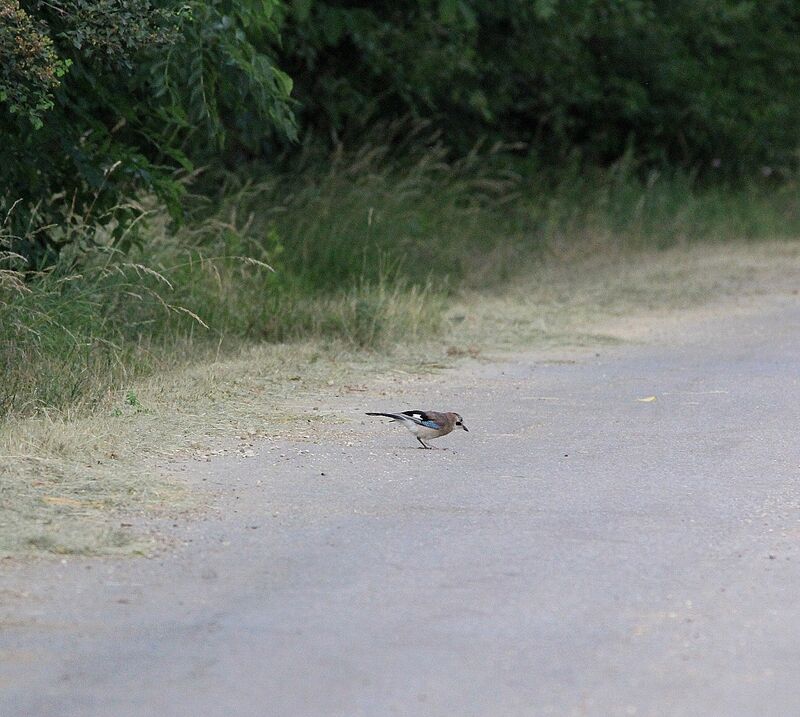 Eurasian Jay