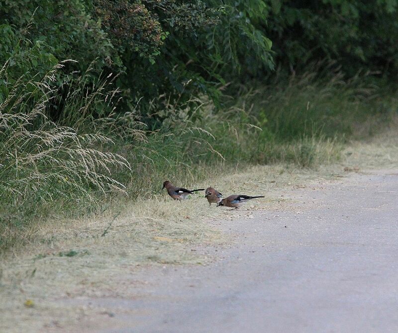 Eurasian Jay