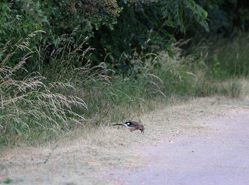 Eurasian Jay