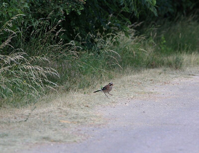 Eurasian Jay