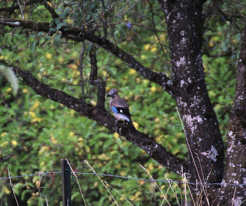 Eurasian Jay