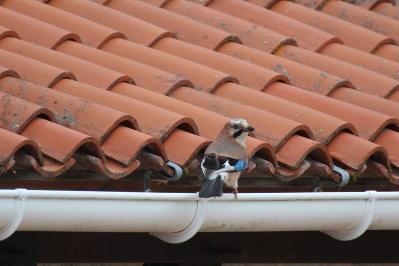 Eurasian Jay