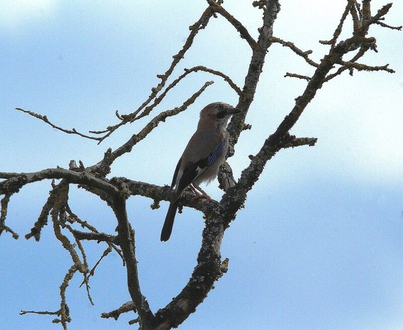 Eurasian Jay