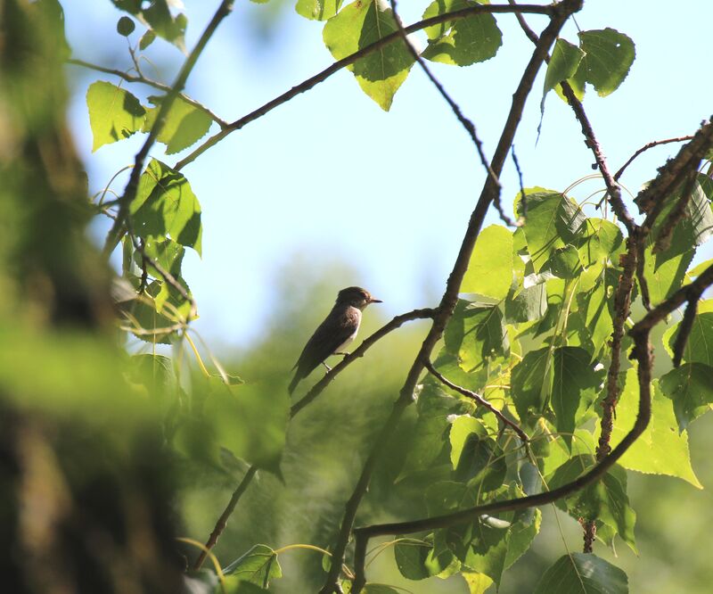 Spotted Flycatcher