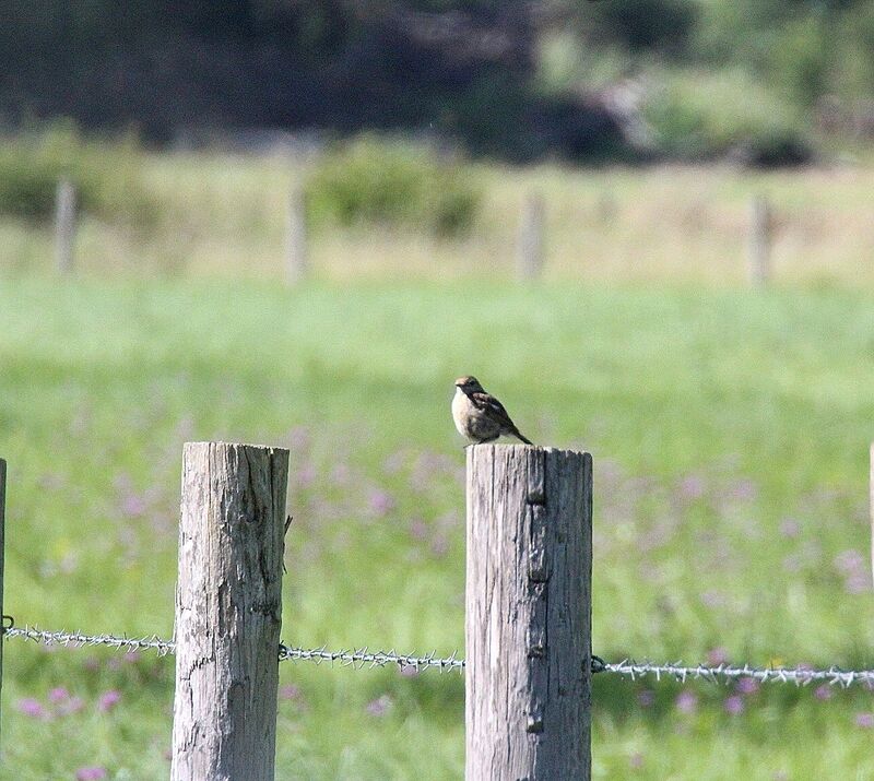 Spotted Flycatcher