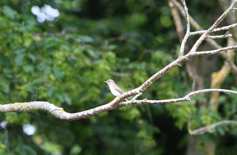 Spotted Flycatcher