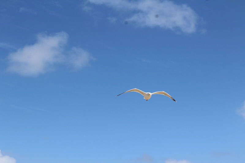 European Herring Gull