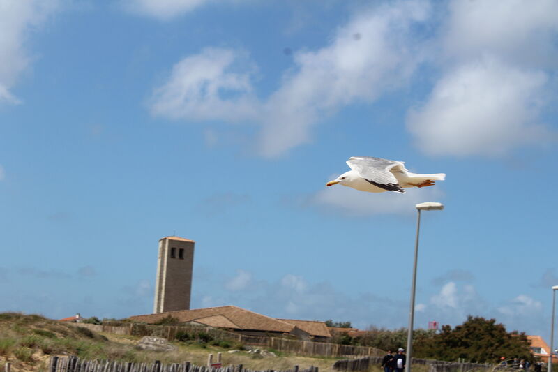 European Herring Gull