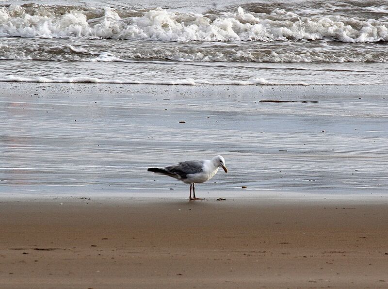 European Herring Gull