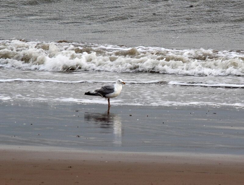 European Herring Gull