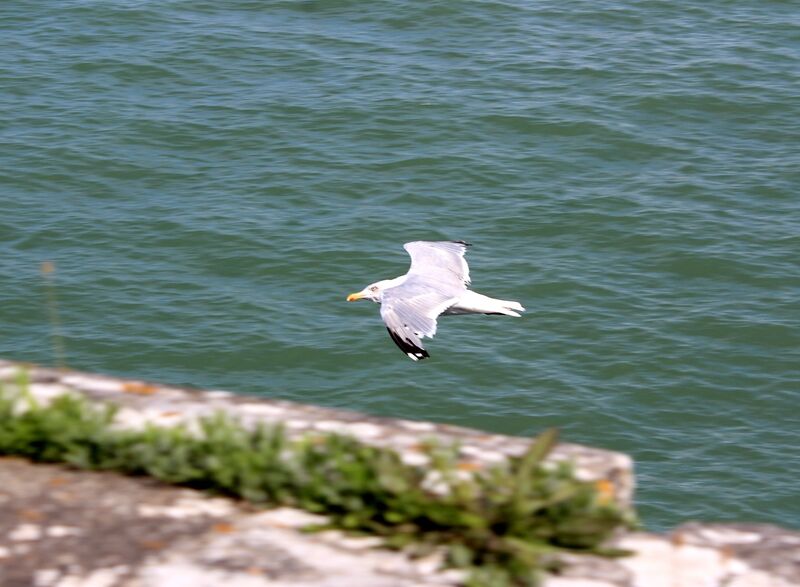 European Herring Gull